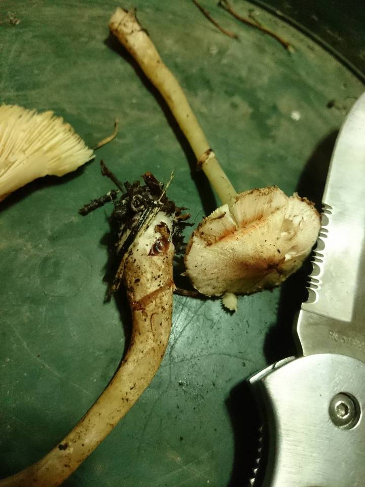 Lepiota roseifolia image