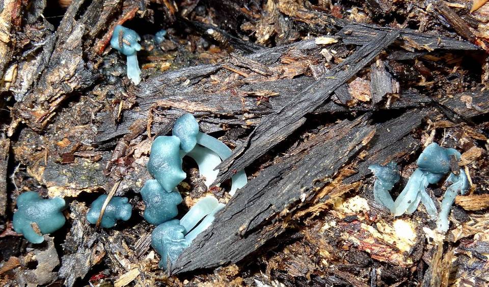 Clitocybula azurea image