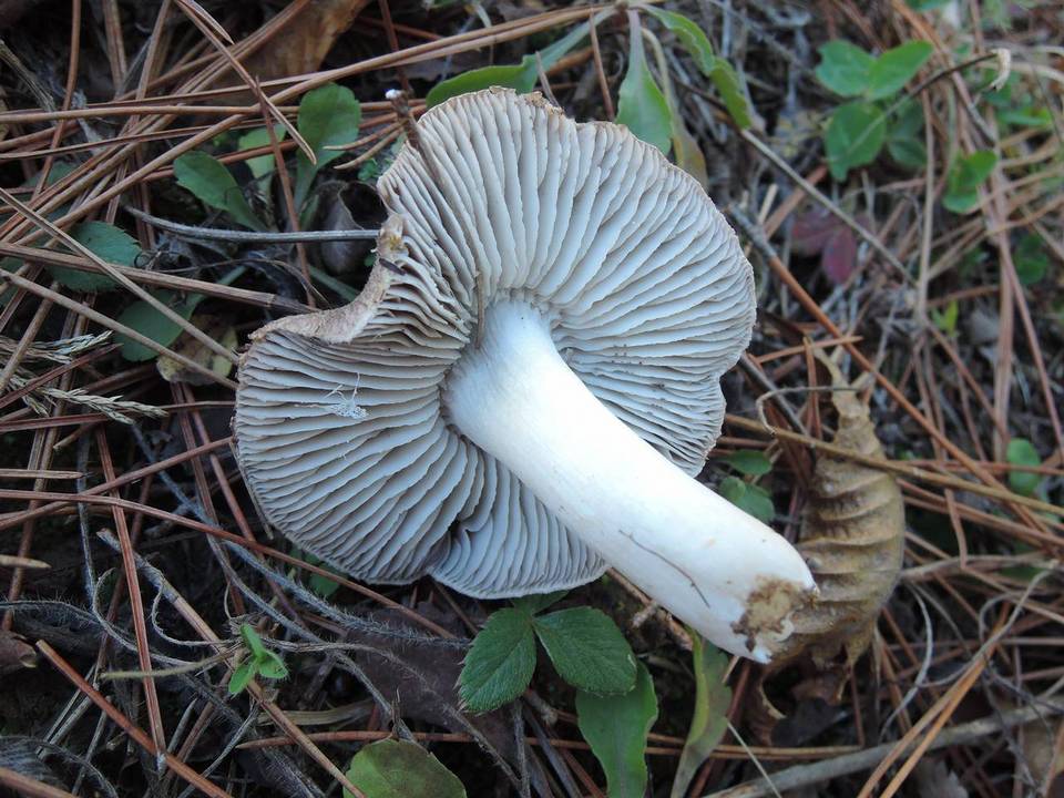 Tricholoma gausapatum image