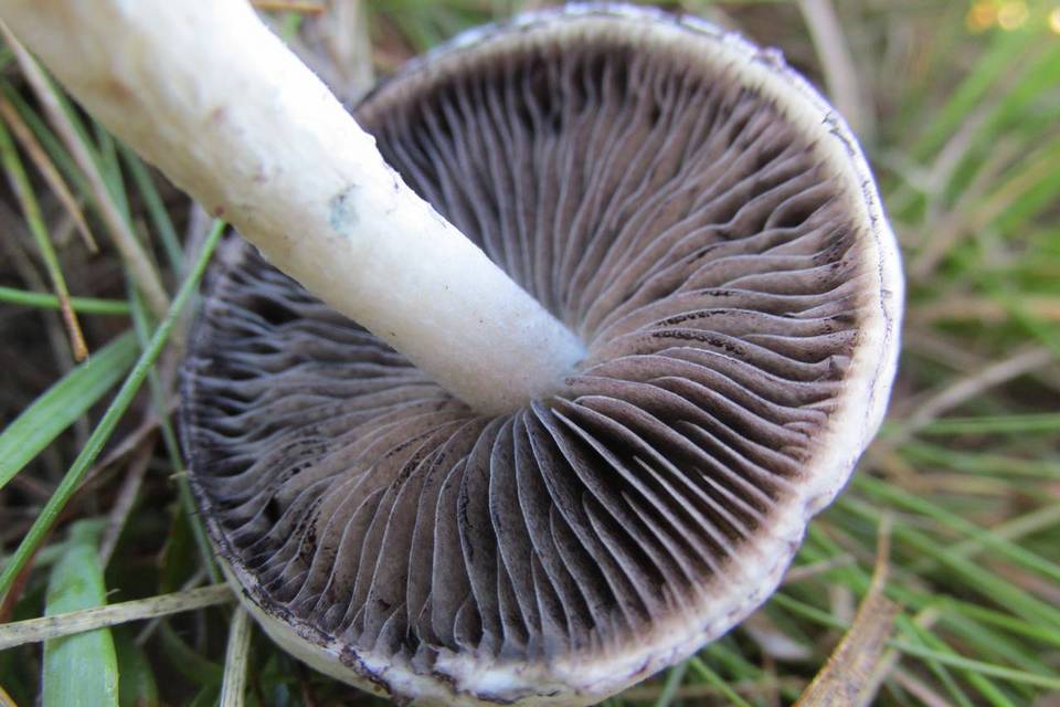 Psilocybe natalensis image
