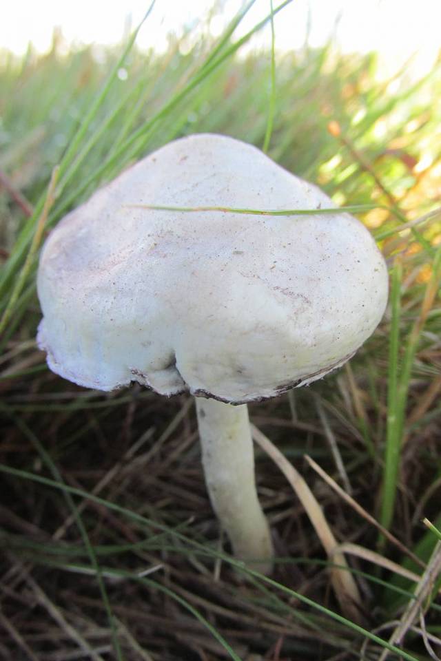Psilocybe natalensis image
