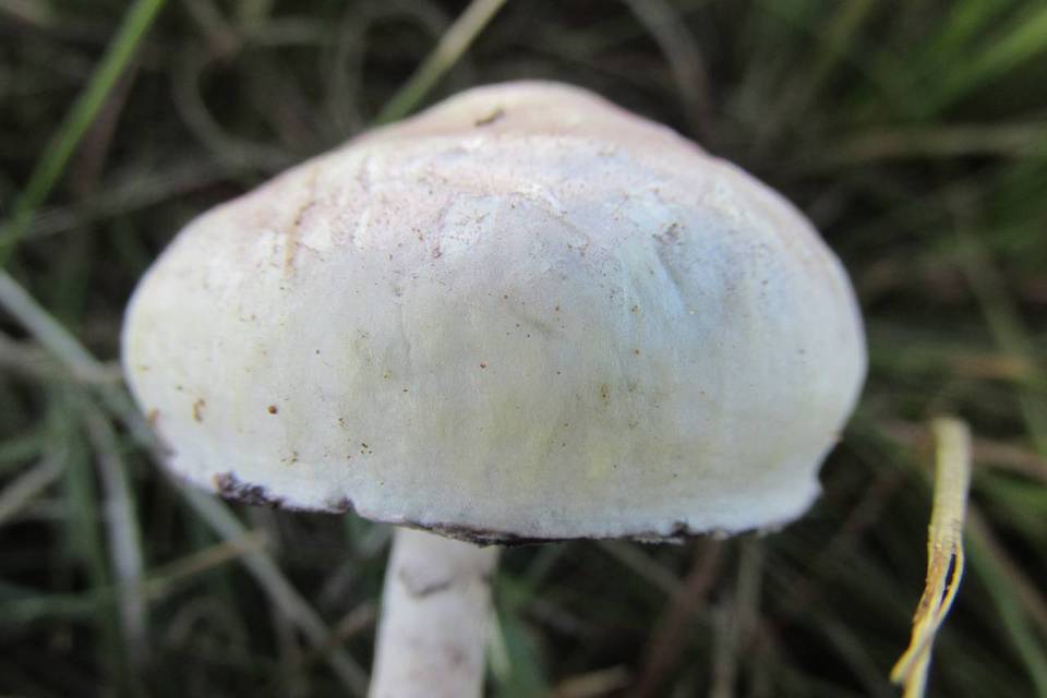 Psilocybe natalensis image