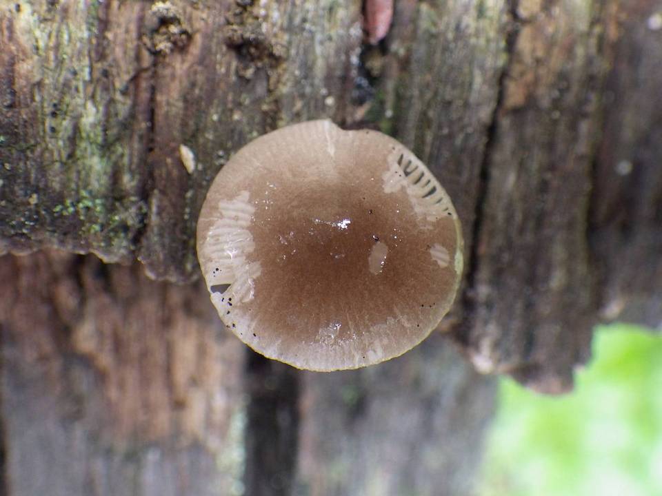 Pluteus nanus image