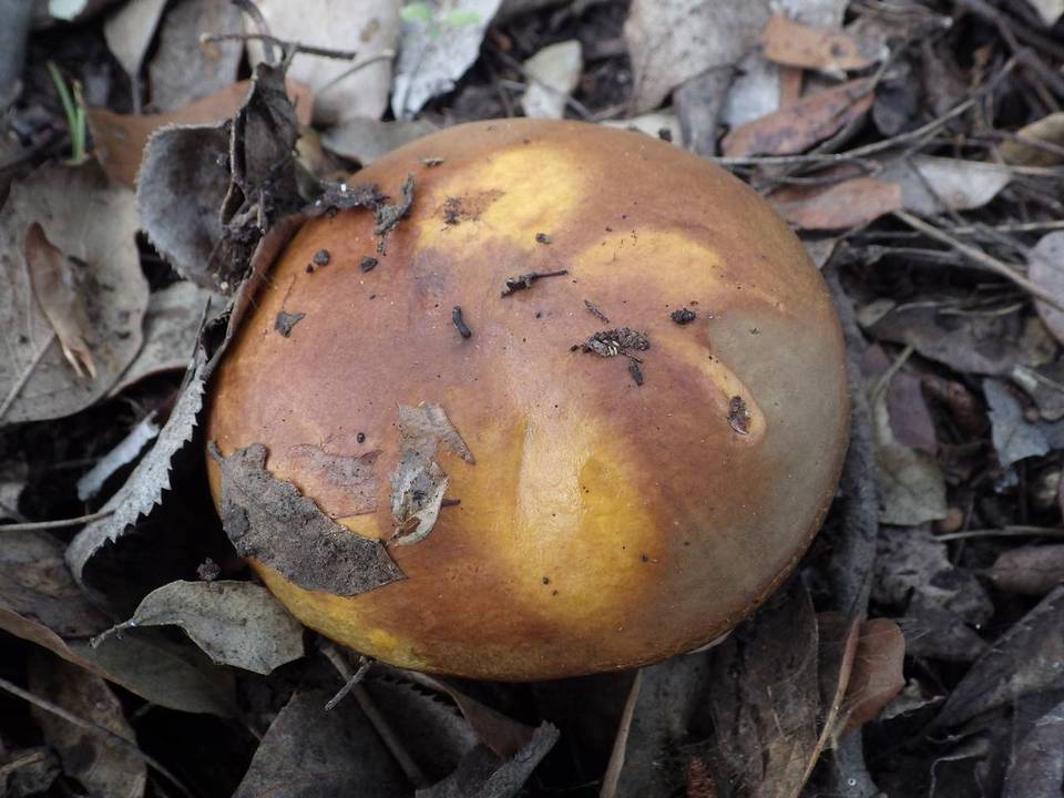 Suillus mediterraneensis image