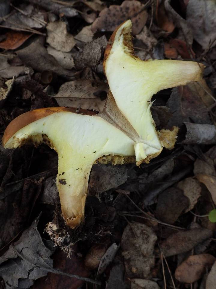 Suillus mediterraneensis image