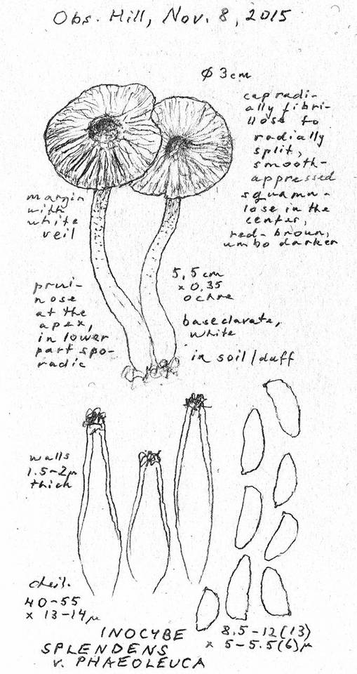 Inocybe phaeoleuca image