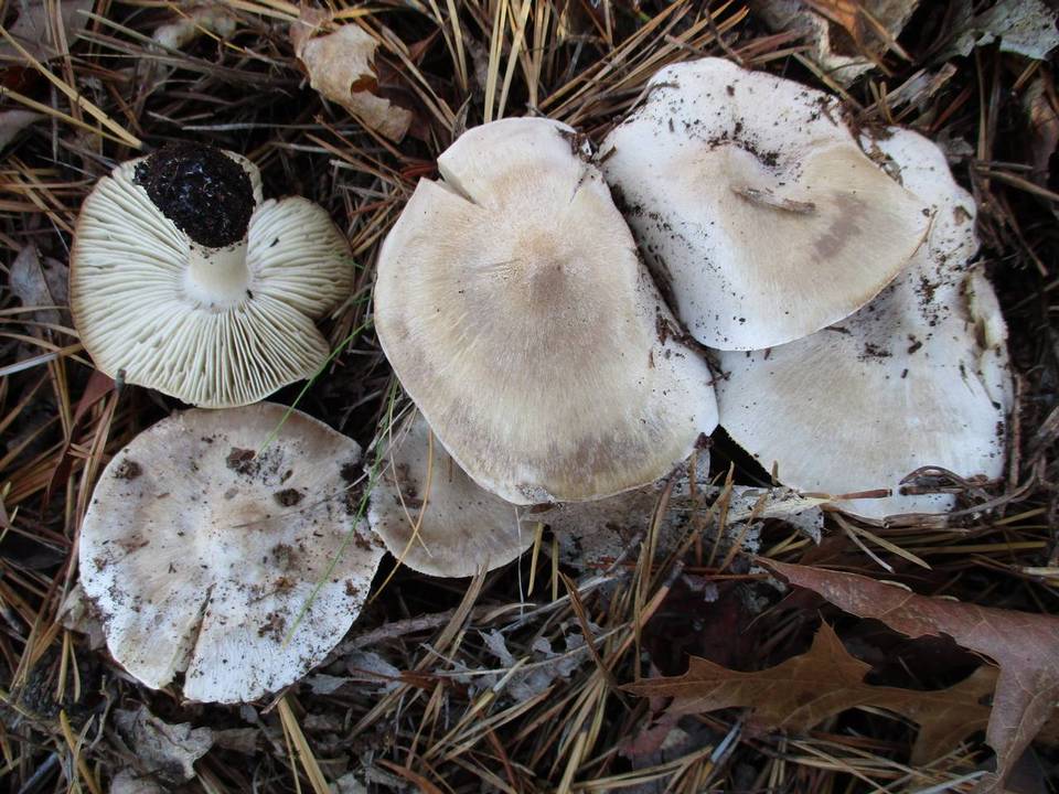 Tricholoma argenteum image