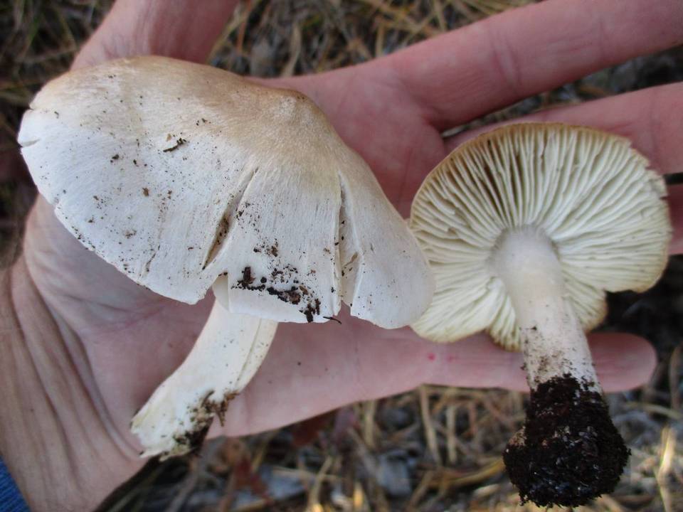 Tricholoma argenteum image