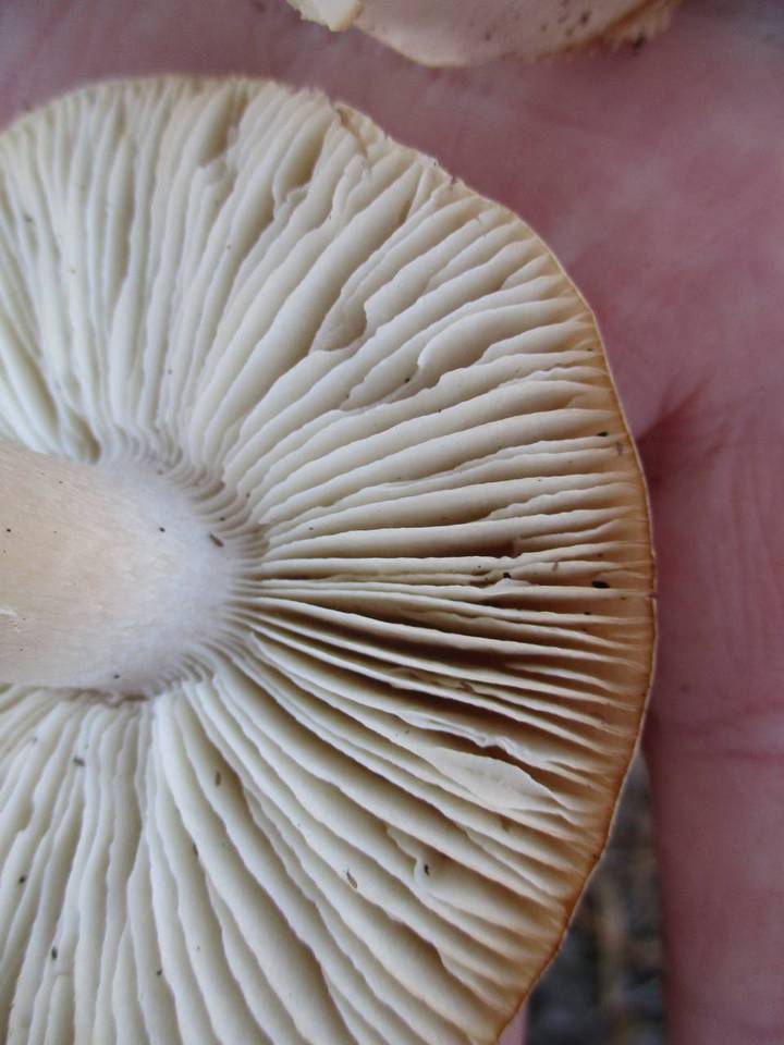 Tricholoma argenteum image