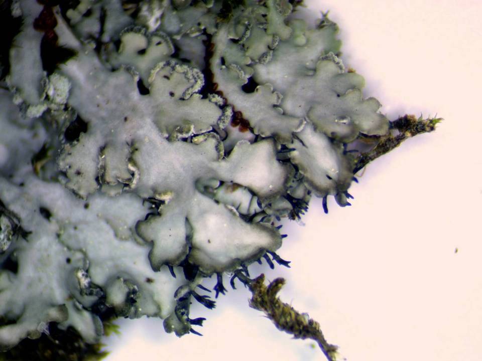 Heterodermia pseudospeciosa image