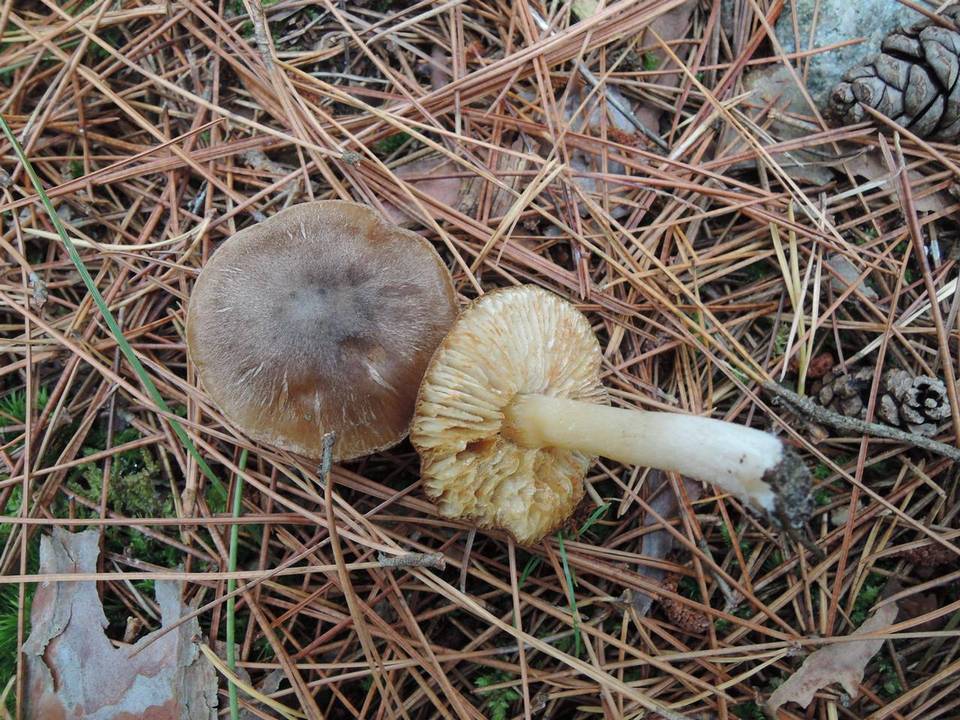 Tricholoma orirubens image