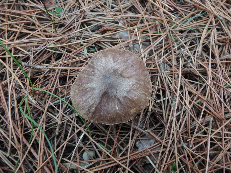 Tricholoma orirubens image