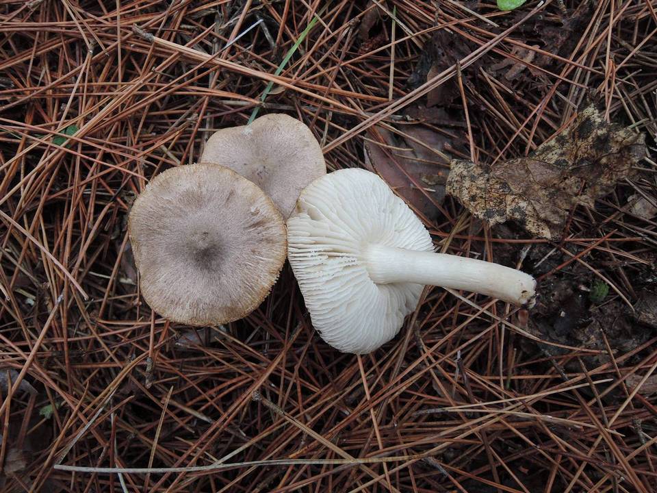 Tricholoma orirubens image