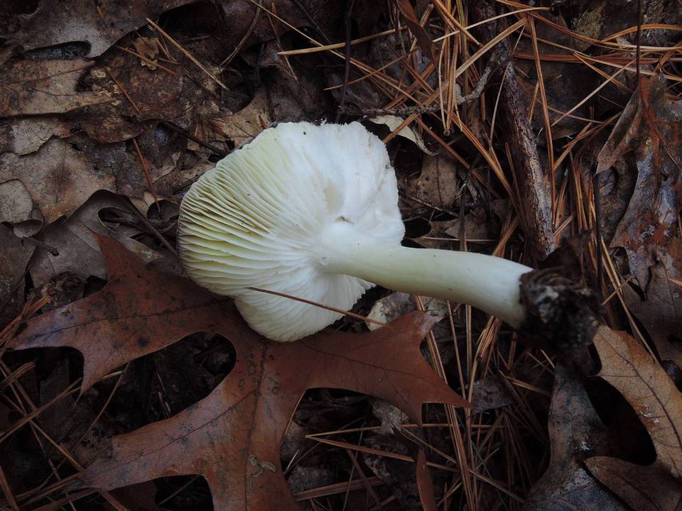 Tricholoma marquettense image