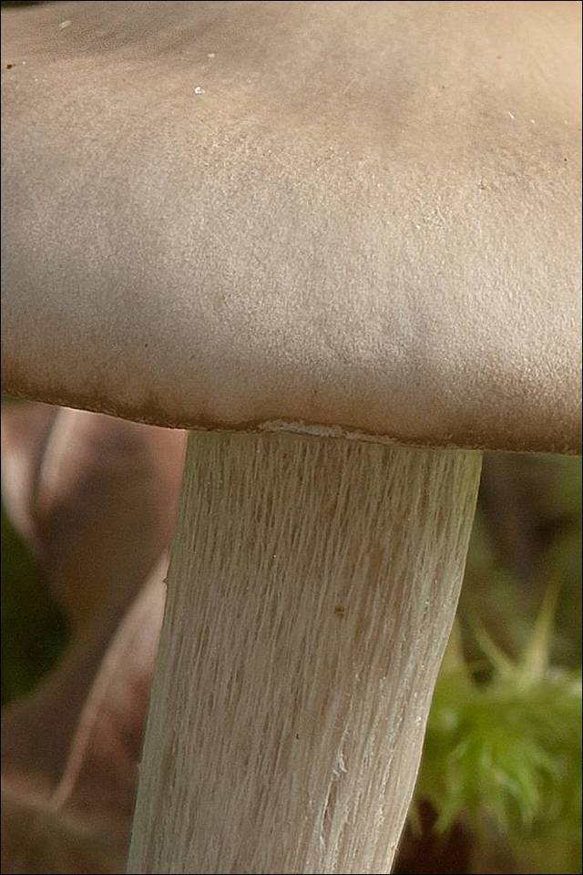 Dermoloma josserandii image
