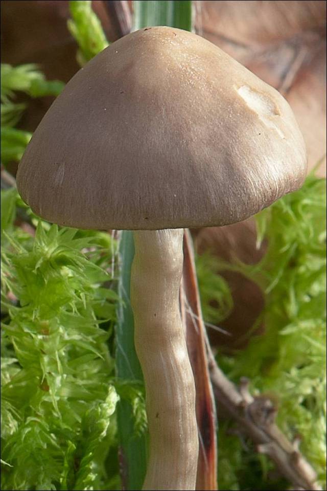 Dermoloma image