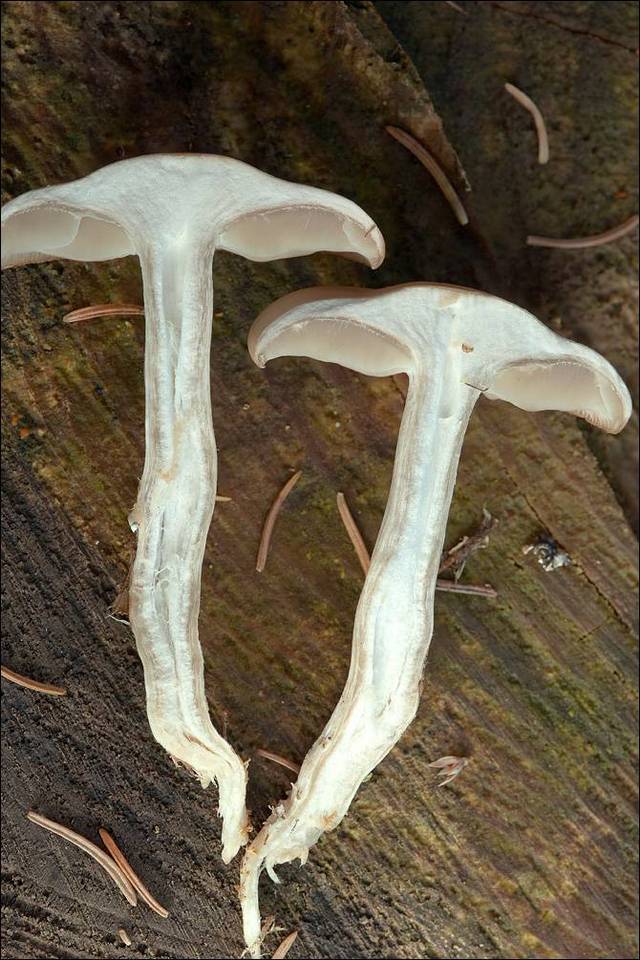Dermoloma josserandii image