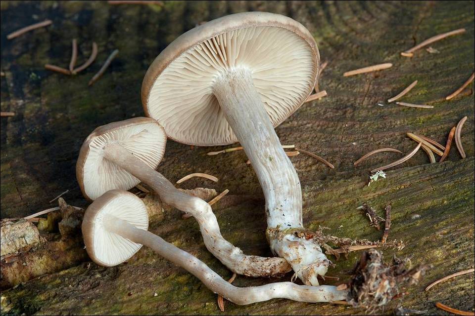 Dermoloma josserandii image