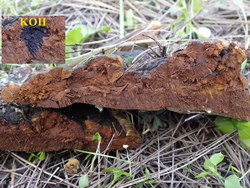 Fuscoporia torulosa image