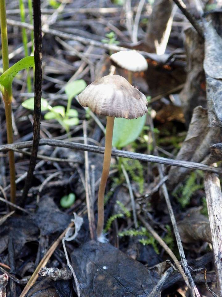 Psathyrella canoceps image