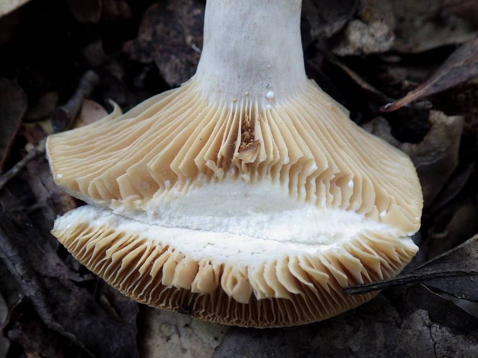 Lactarius azonites image