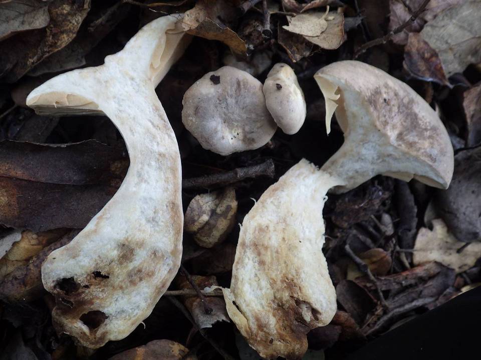 Lactarius azonites image