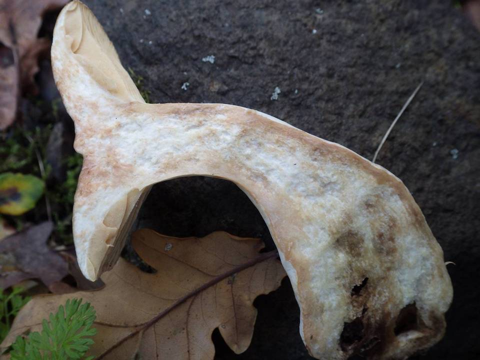 Lactarius azonites image