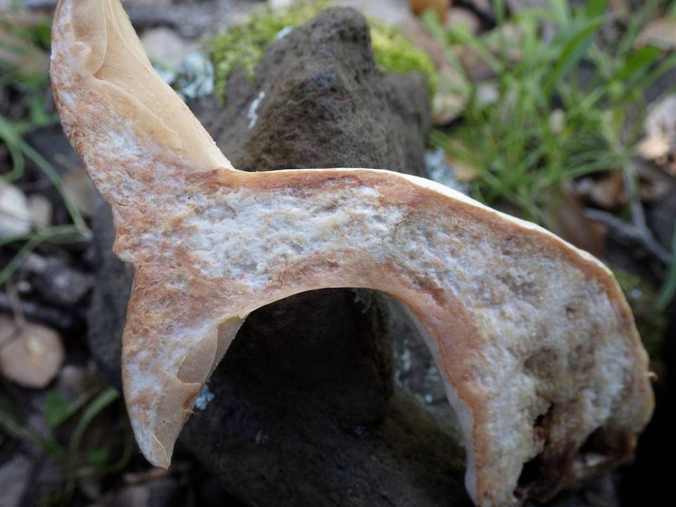 Lactarius azonites image