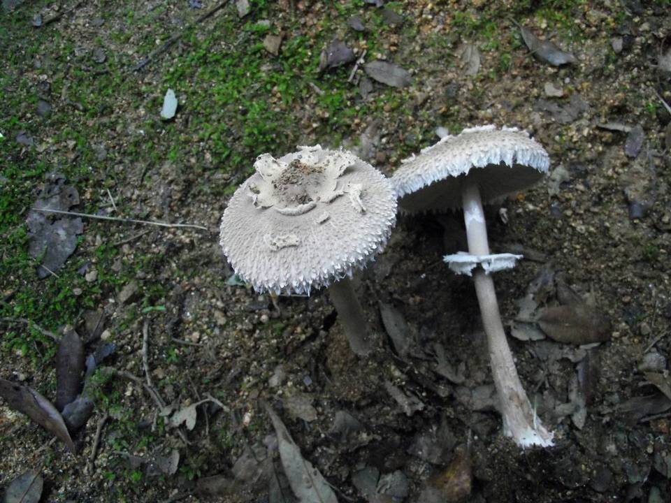 Macrolepiota konradii image