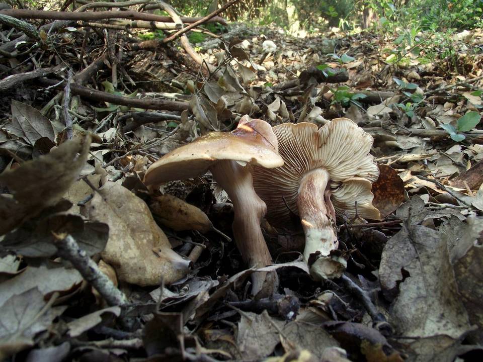 Tricholoma quercetorum image