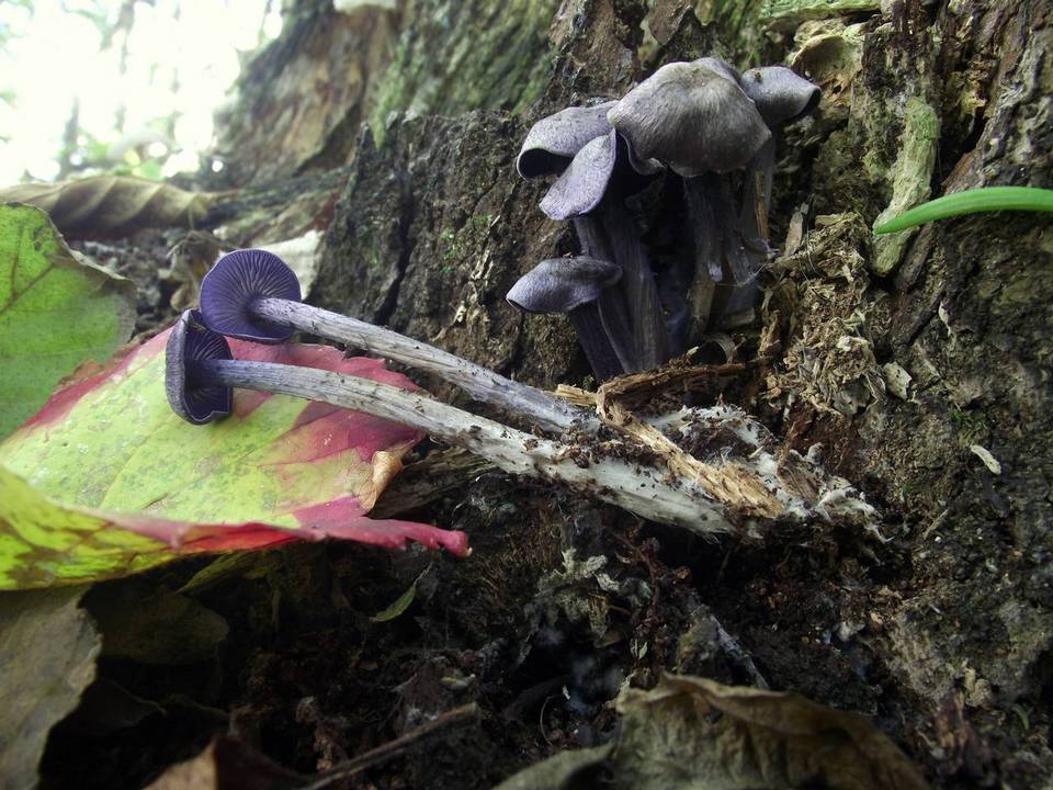 Entoloma euchroum image