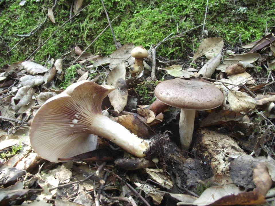 Lactarius luridus image