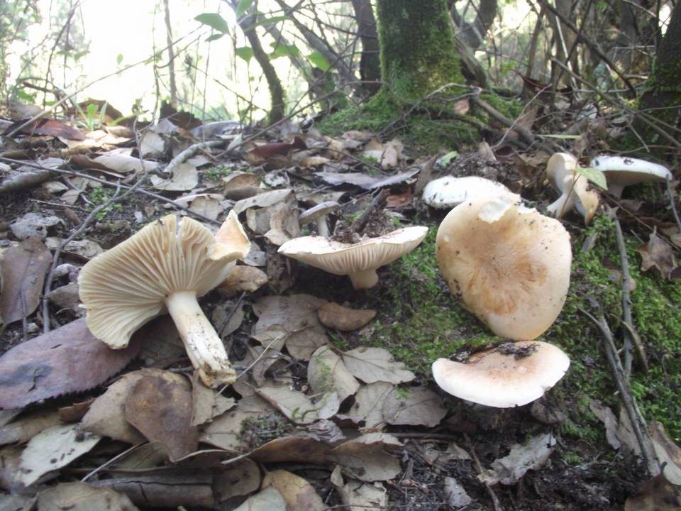 Hygrophorus nemoreus image