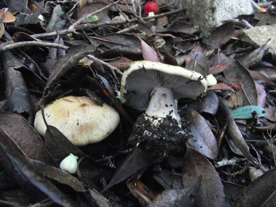 Cortinarius dionysae image