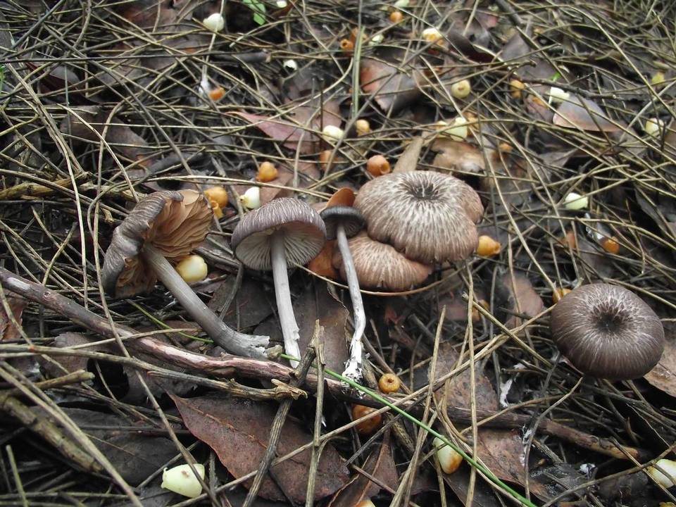 Entoloma nigroviolaceum image