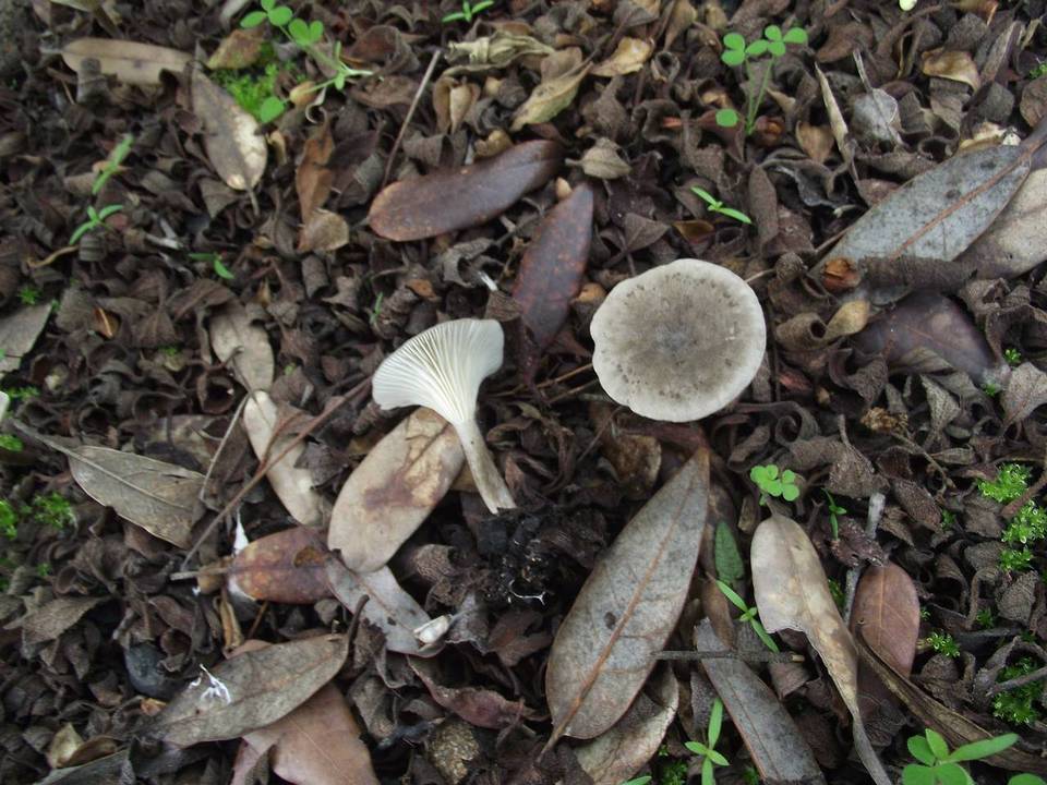 Clitocybe font-queri image