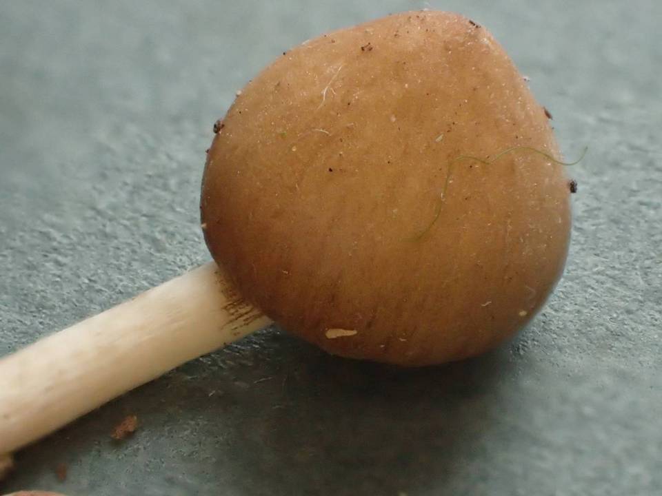 Psathyrella olympiana image