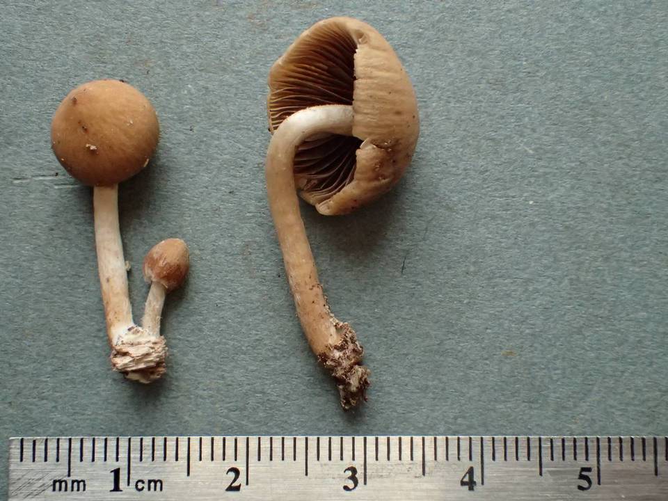 Psathyrella olympiana image