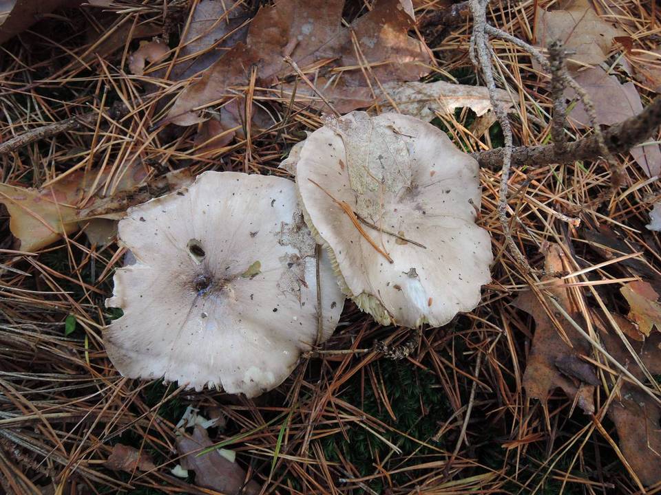Tricholoma marquettense image