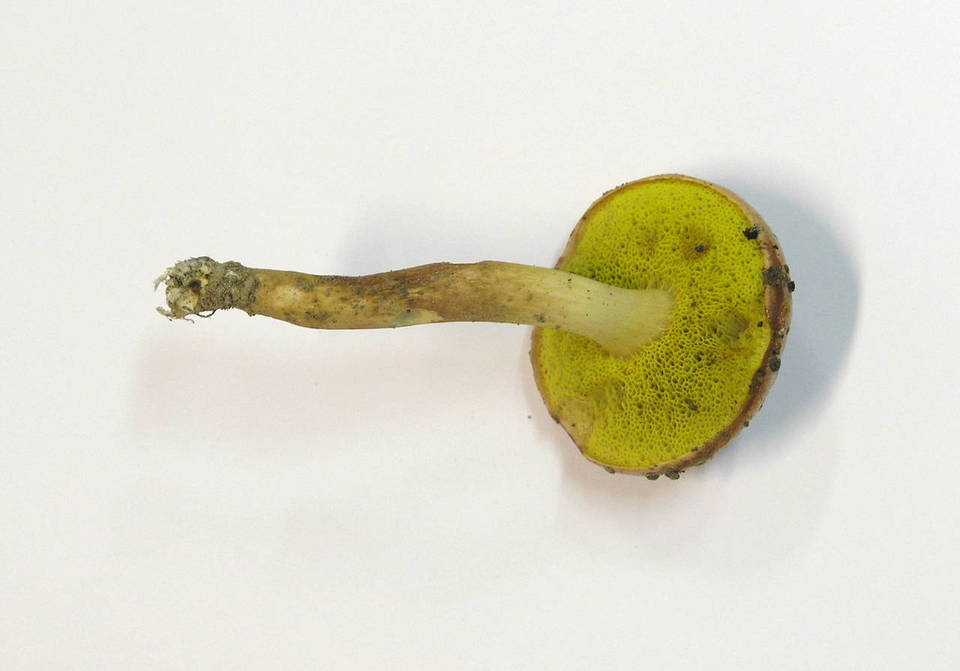 Aureoboletus gentilis image