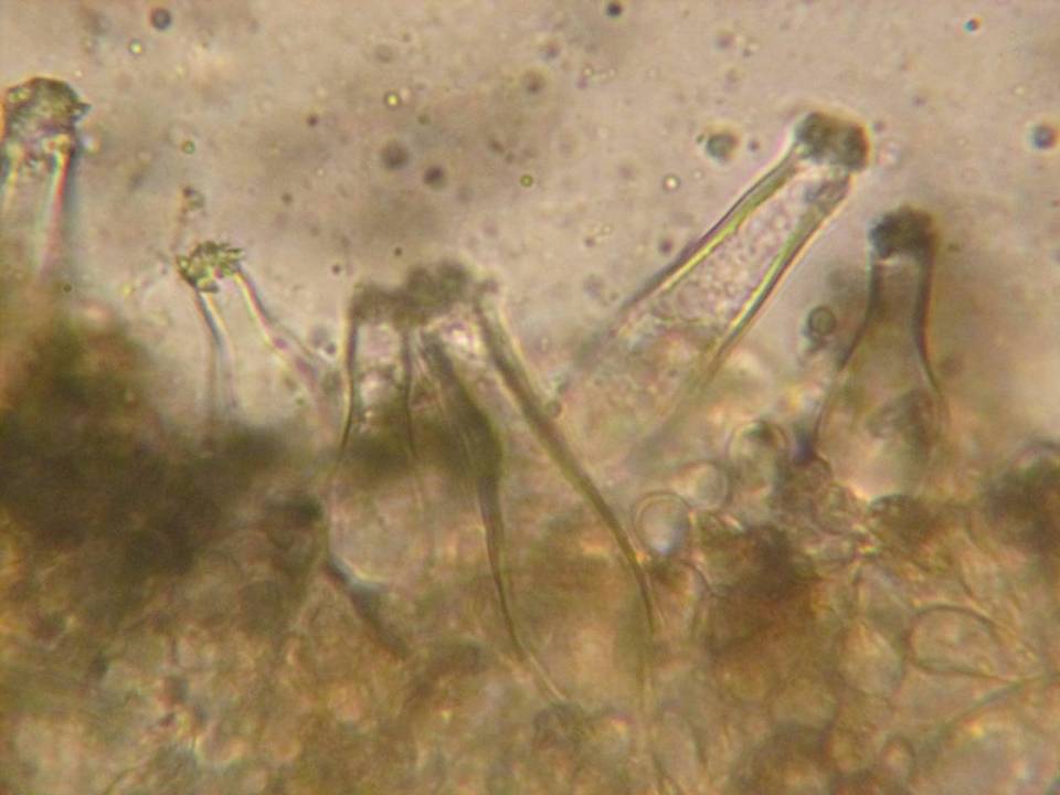 Inocybe xanthomelas image