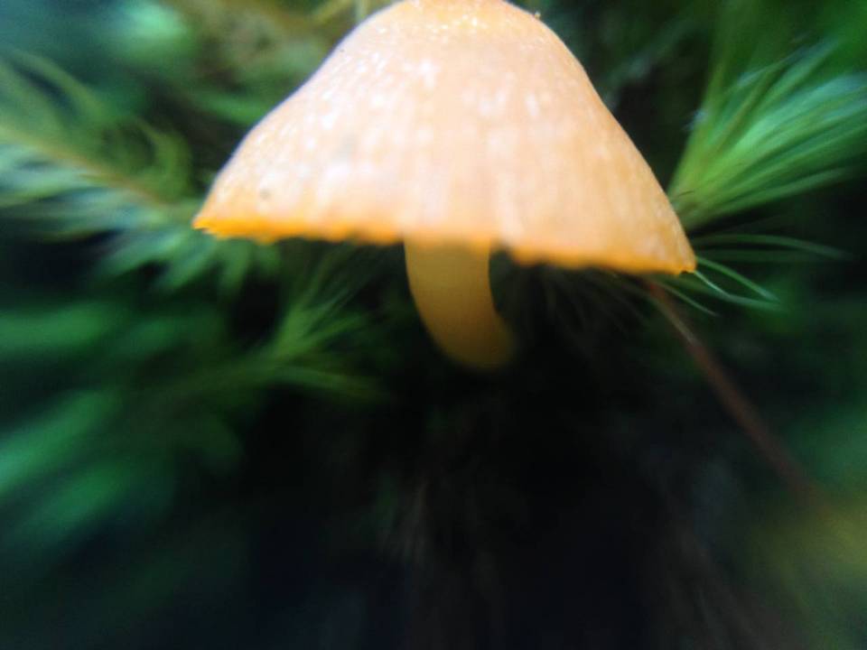 Hygrocybe lamalama image