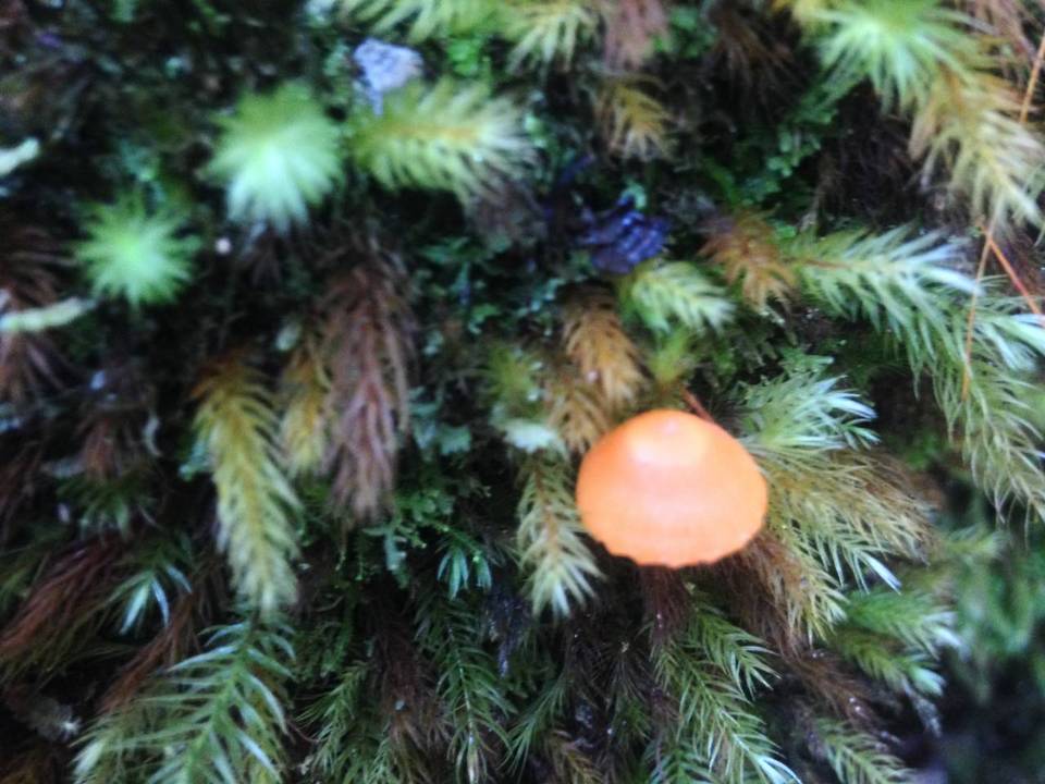 Hygrocybe lamalama image