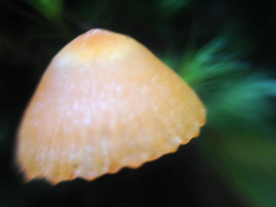Hygrocybe lamalama image