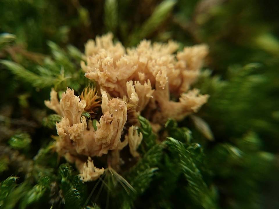 Phaeoclavulina roellinii image