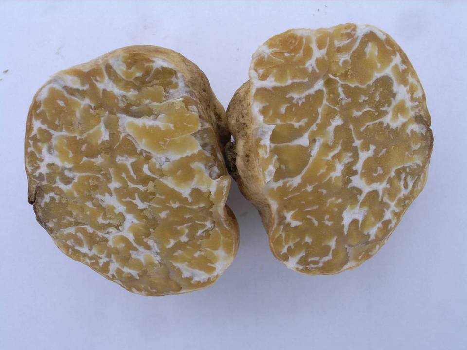Tuber japonicum image