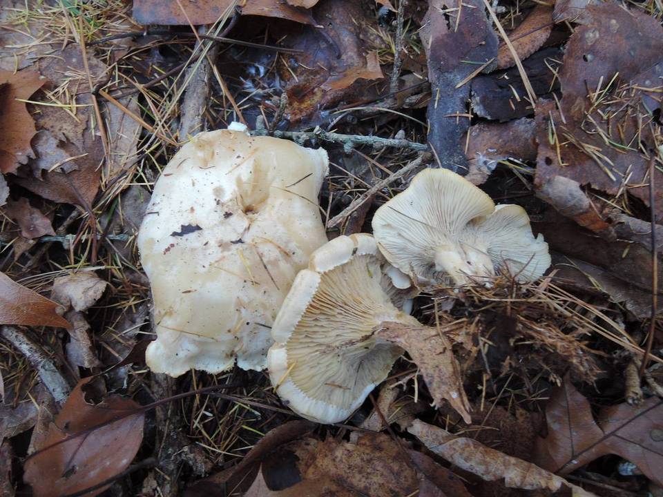 Clitocybe subclavipes image