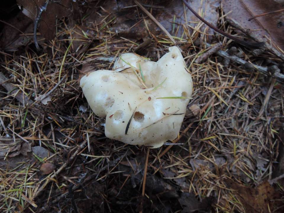 Clitocybe subclavipes image