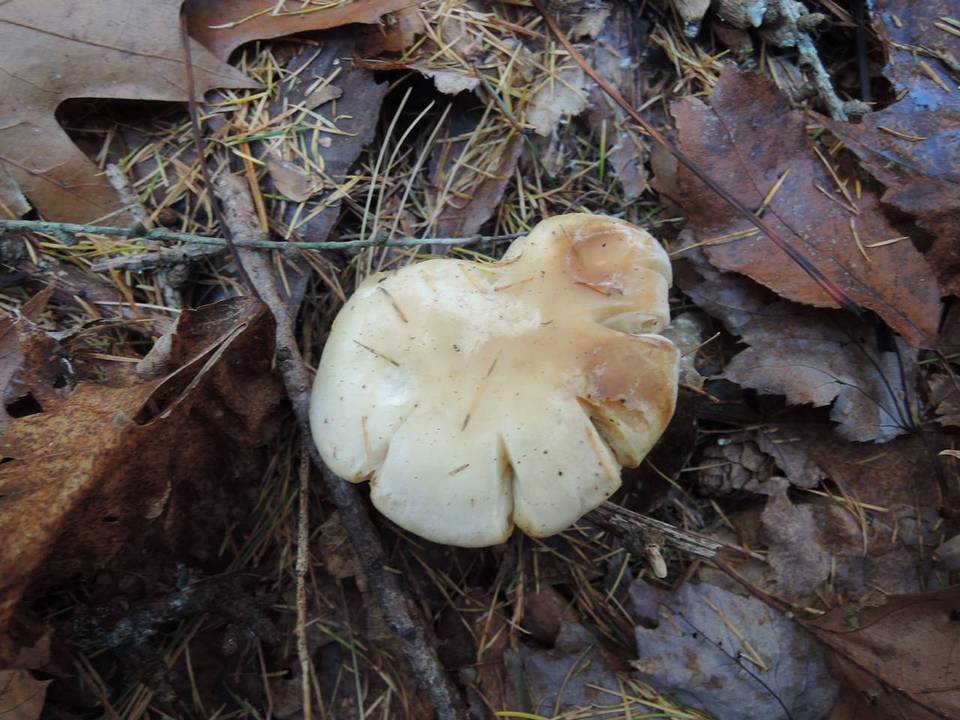 Clitocybe subclavipes image