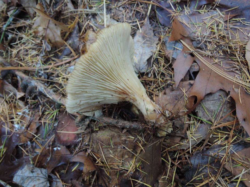 Clitocybe subclavipes image